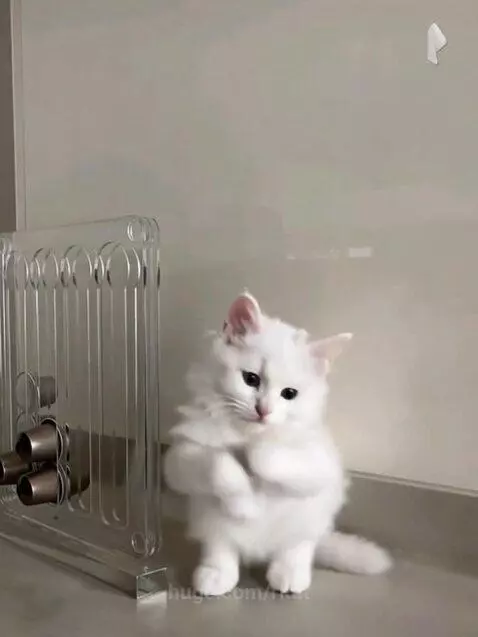 Dancing cat by ritat