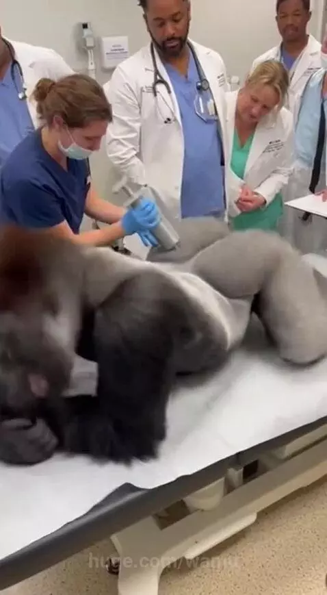 Gorilla in medical scrubs hugging a doctor in a hospital room after a prank.