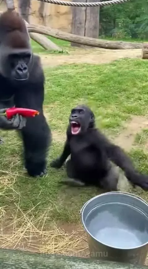 Baby gorilla in distress after eating a chili pepper, dunking its head in water.