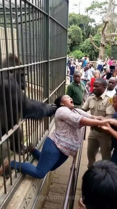 Trapped between the cage and Gorilla by wamu