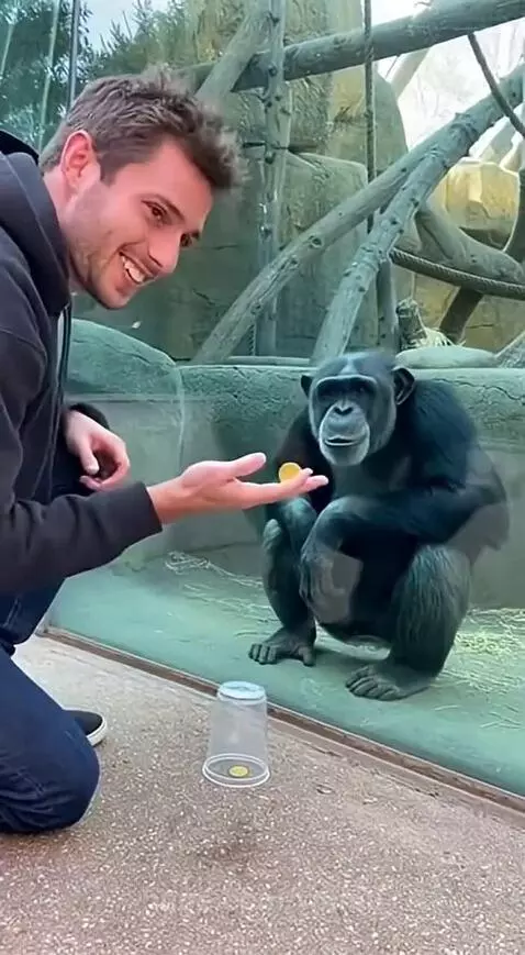 This Gorilla Couldn’t Stop Laughing 😂 by wamu