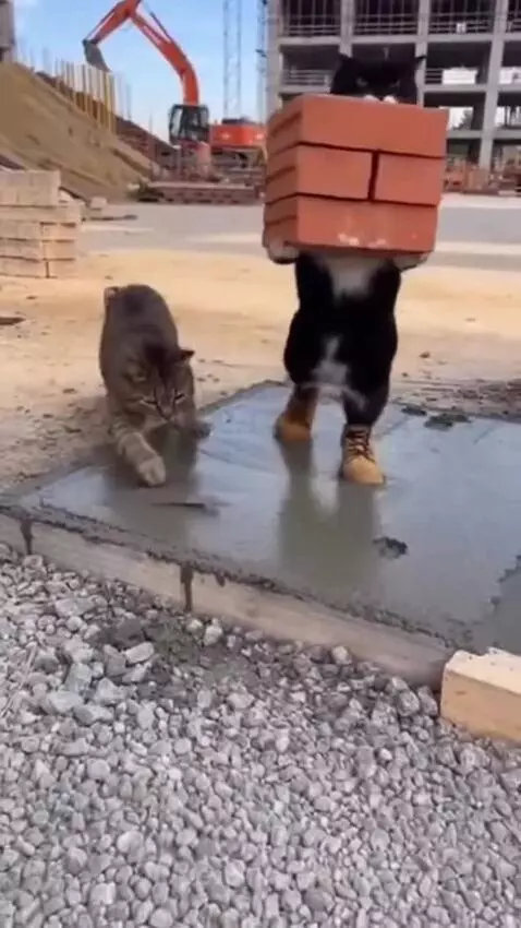 Tuxedo cat in boots carrying bricks falls into wet cement with a tabby cat.