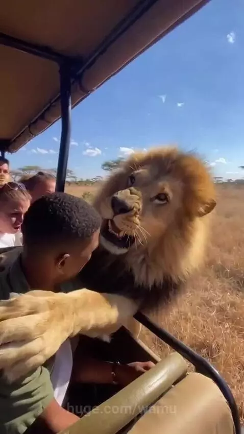 Golden Retriever wearing a lion costume approaches a safari vehicle, surprising tourists.