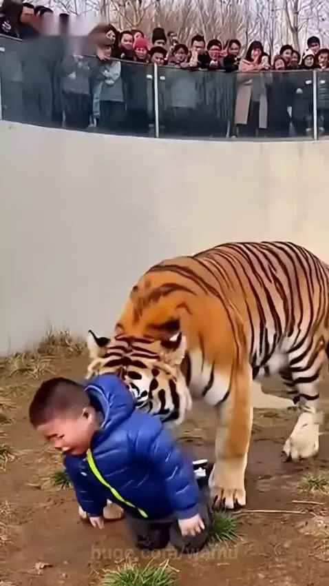 Child in blue jacket crying, being rescued from a tiger enclosure by an adult reaching from above.