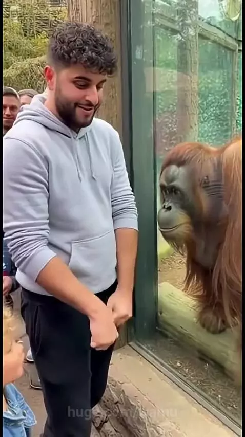 Orangutan shocked by magic by wamu