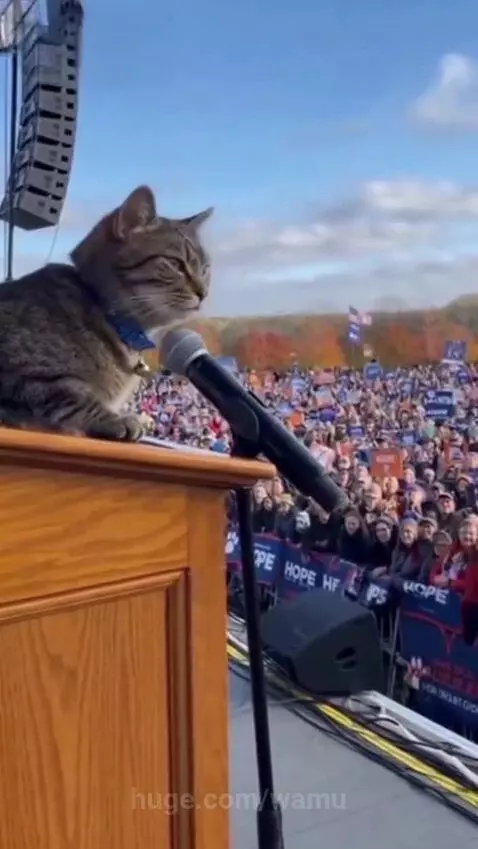 A tabby cat wearing a blue collar sits on a wooden podium with a microphone, facing a large, cheering crowd at an outdoor rally.