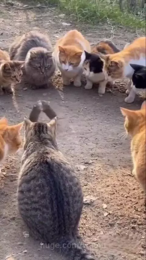A small mouse stands on its hind legs in front of a large tabby cat, surrounded by other curious cats.