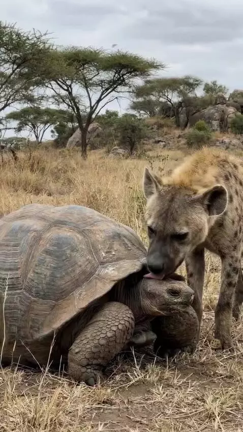A spotted hyena sniffs a tortoise that has retracted into its shell on a dry, grassy savanna.