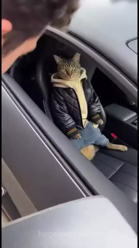 Cat wearing a hoodie and jeans sits in the driver's seat of a grey Lamborghini sports car.