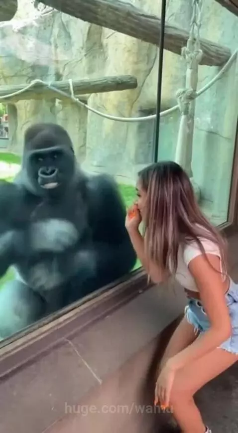 Woman in white top and denim shorts interacts playfully with a gorilla through a glass enclosure at the zoo.