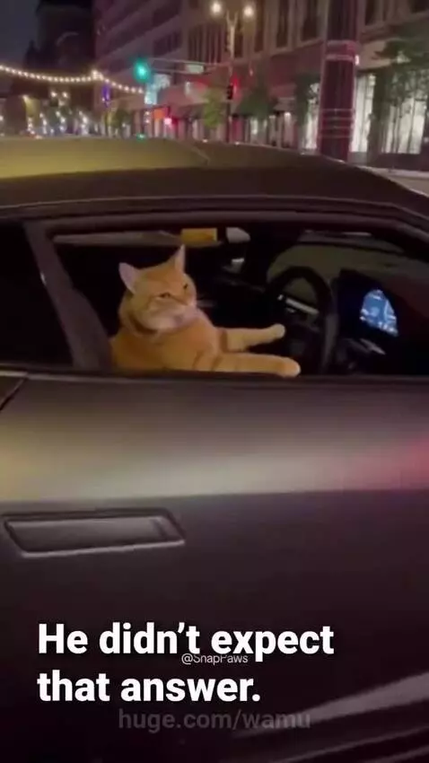 Orange cat in the driver's seat of a car at night, paws on the steering wheel, looking out the window.