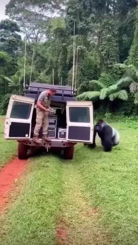 A silverback gorilla charging and climbing into the back of a utility vehicle where a man is located.