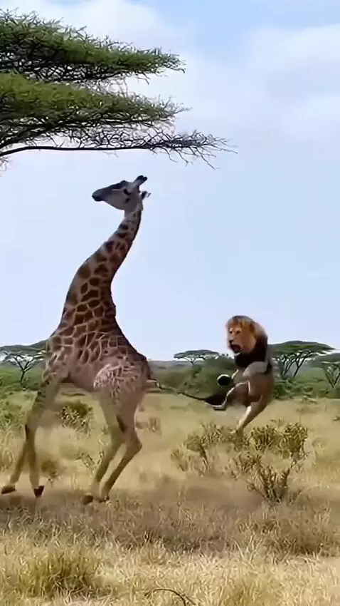 A giraffe kicking a lion high into the air during an attack on the savanna.