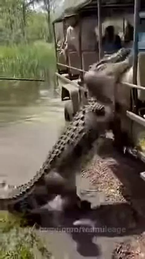 Person falls from a vehicle into a swamp as a large alligator lunges towards them.