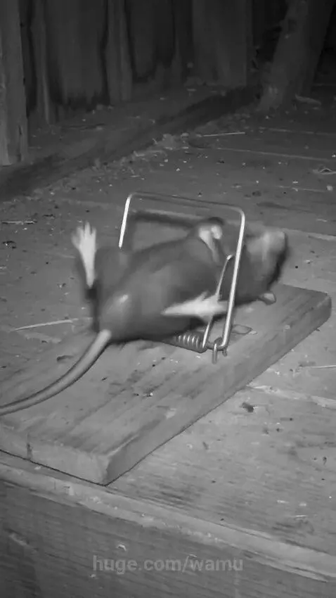 A rat caught in a snap trap, struggling to free itself from the wooden mechanism.
