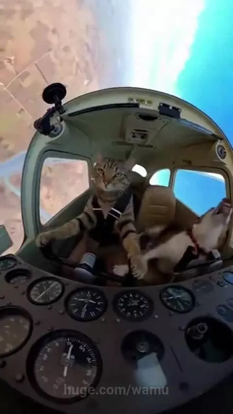 Cat wearing a harness in a plane cockpit, paws on controls, with a dog beside it reacting.