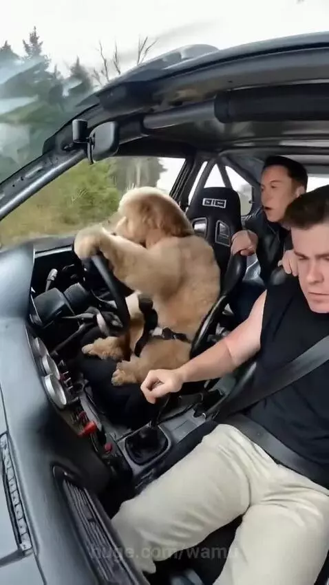 Golden doodle dog wearing a harness, holding a steering wheel in a rally car with Elon Musk in the back.