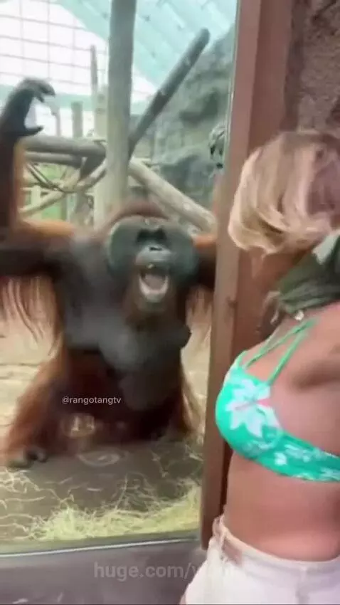 Woman filming an orangutan behind glass at a zoo as it vocalizes and hits the enclosure.