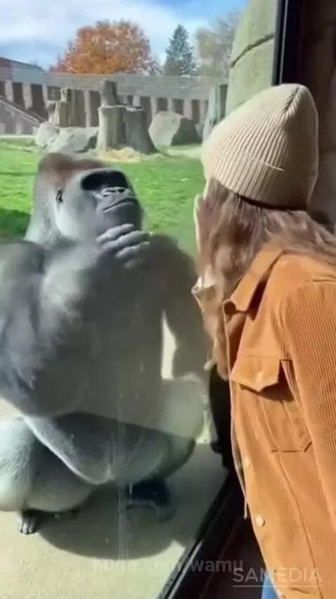 Woman at zoo blowing kisses to a gorilla, which then charges and fights another gorilla.