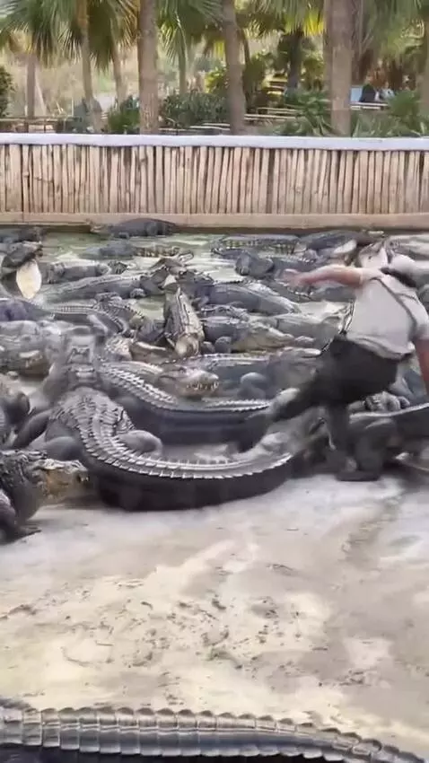 Man falls into a large enclosure filled with many alligators, some snapping their jaws.