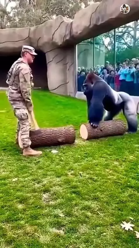 Man in uniform with axe looks shocked as a gorilla breaks a log with its hands.