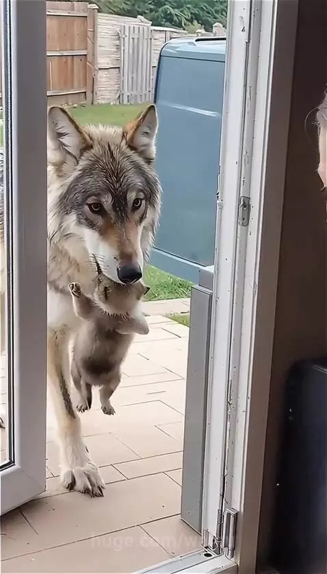Woman bottle-feeding a small wolf cub while the mother wolf watches protectively.