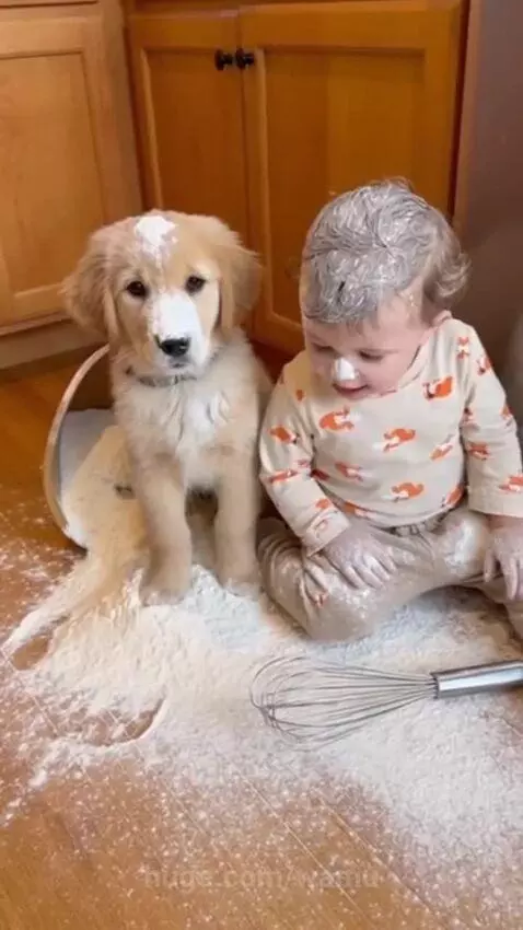 Golden retriever puppy and baby covered in flour, smiling amidst kitchen chaos.