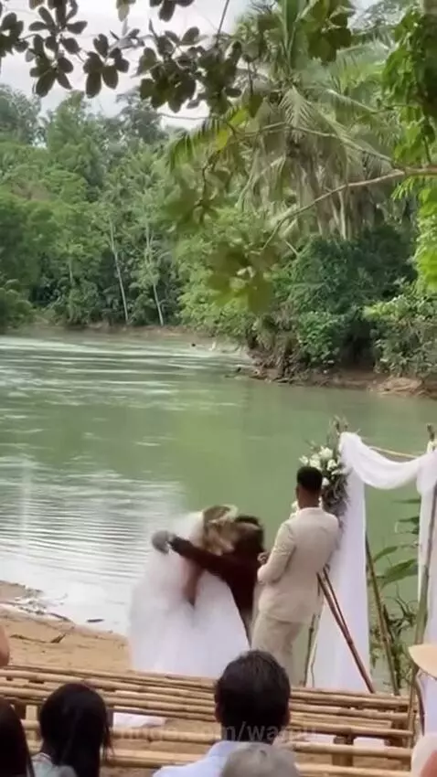 Orangutan grabbing a bride by the arm and pulling her towards a river during an outdoor wedding ceremony.