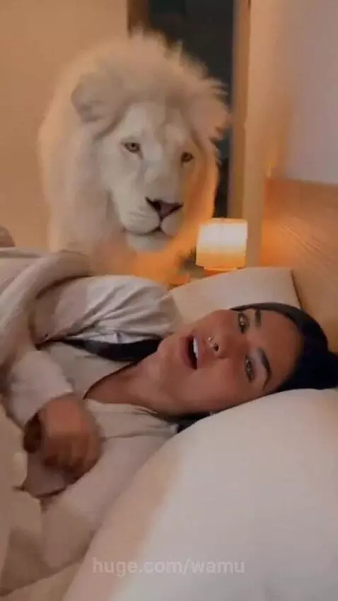 A woman smiles and pets a large white lion resting its head on her bed.
