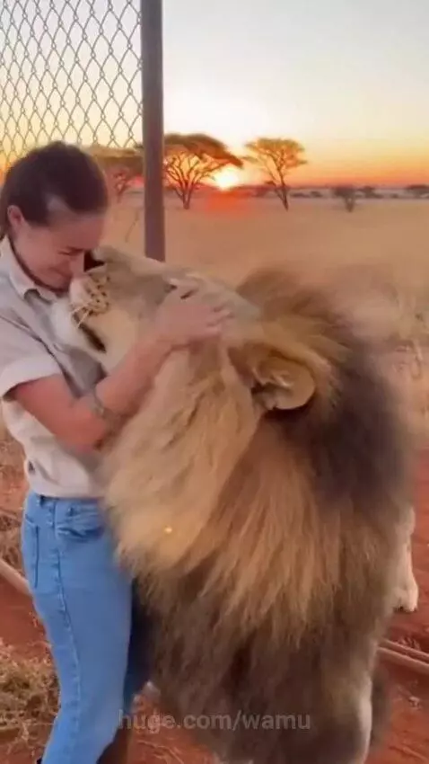 Woman with braid petting and hugging a male lion with a full mane at sunset.