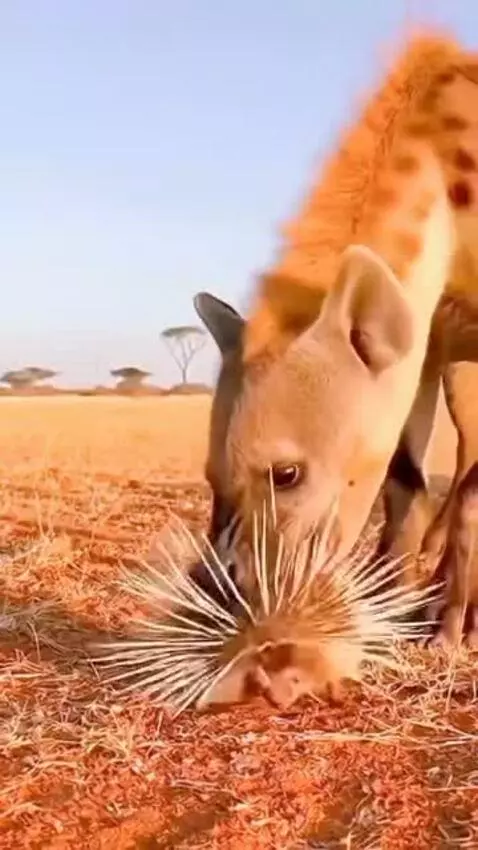A hyena recoils in pain from a porcupine's sharp quills in a savanna.
