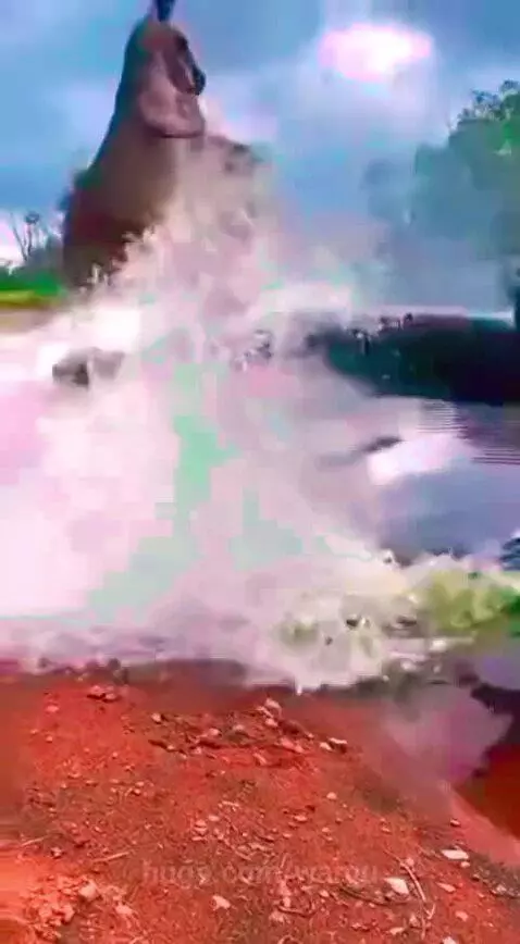 A kangaroo kicks a crocodile lunging from a riverbank, escaping the attack.