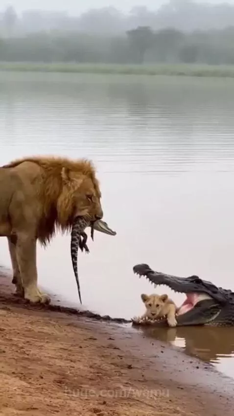 A lion holds a crocodile in its mouth, while a large crocodile has a lion cub in its jaws.