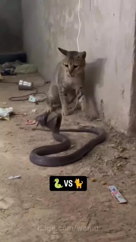 A domestic cat in a defensive stance facing a coiled cobra ready to strike.