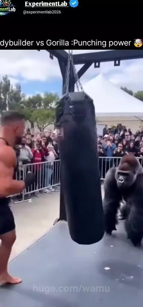 Gorilla delivering a powerful punch to a punching bag, causing it to rip open.
