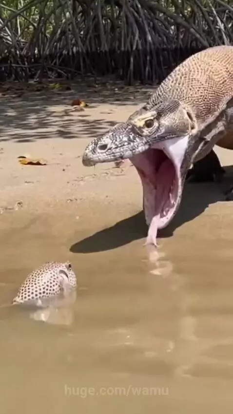 A Komodo dragon with a spiky, inflated pufferfish stuck in its mouth after a failed hunt.