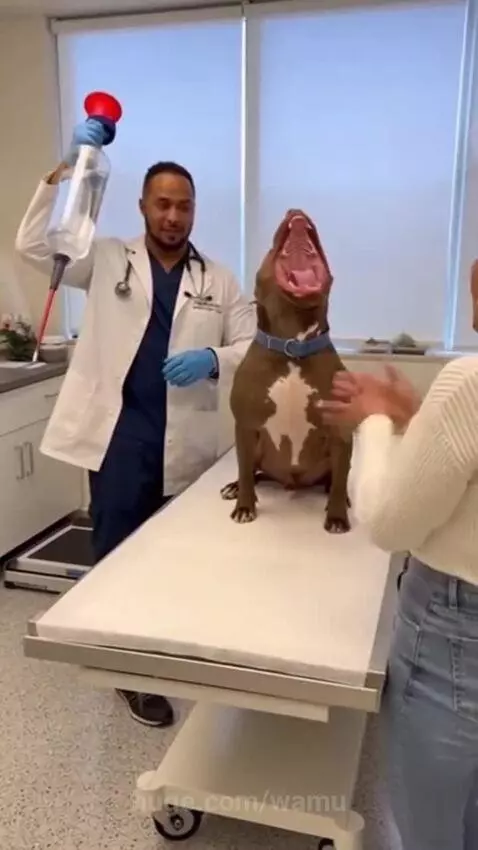 A pit bull dog dramatically collapses on the floor next to a person dressed as a vet holding a large syringe.