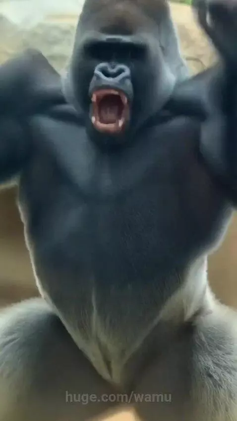 Man attempts Thor hammer challenge, gorilla pounds chest and roars behind glass enclosure.