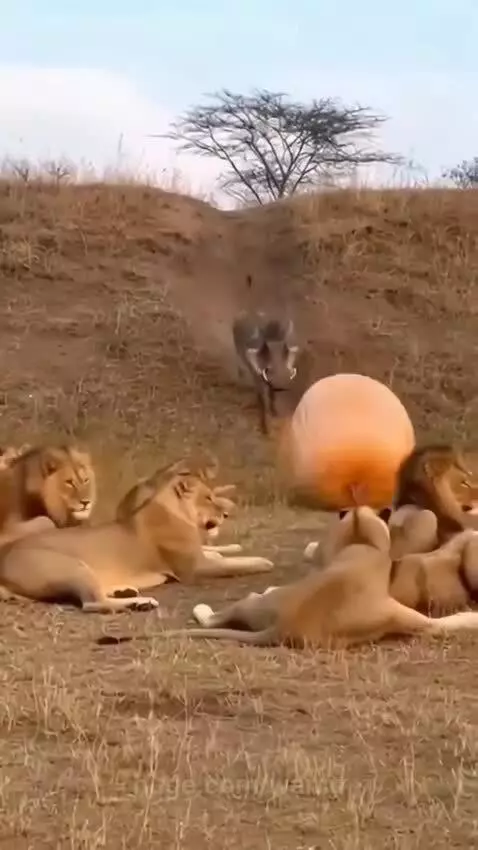A warthog approaches lions, a pumpkin transforms into a monster, causing animals to scatter.