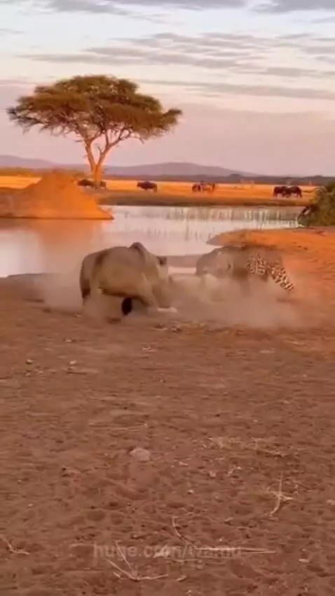 Lioness and leopard fighting fiercely over prey at a savanna waterhole during sunset.