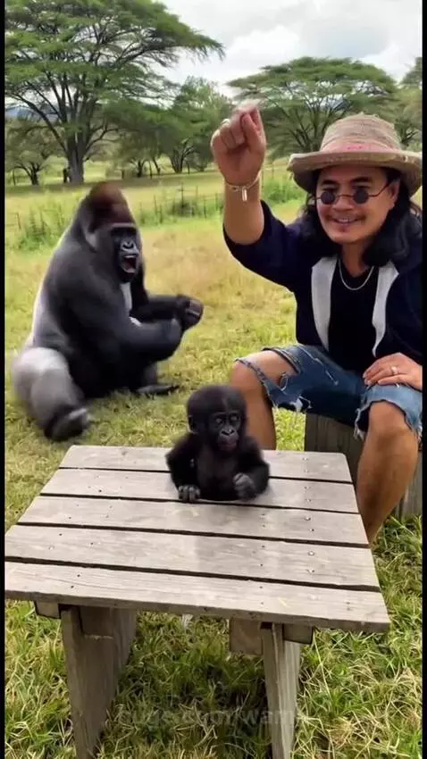 Adult gorilla falling backward onto grass, surprised by a magic trick involving a banana and a baby gorilla.