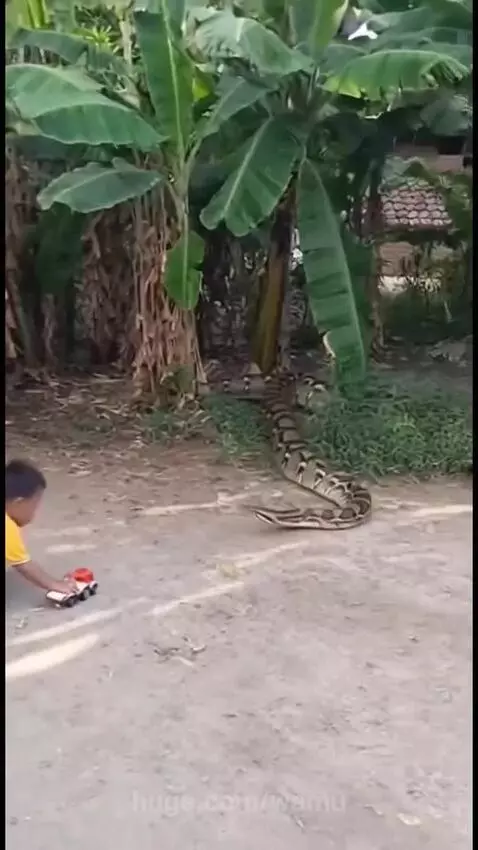 Two cats bravely attack a snake near a baby playing on a dirt path surrounded by banana trees.