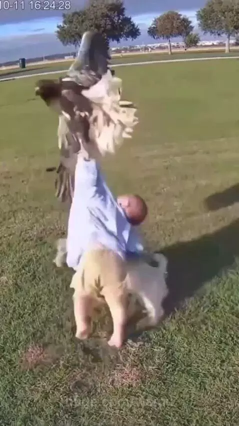 An eagle swoops down towards a baby crawling on grass, with a small dog barking at the bird.