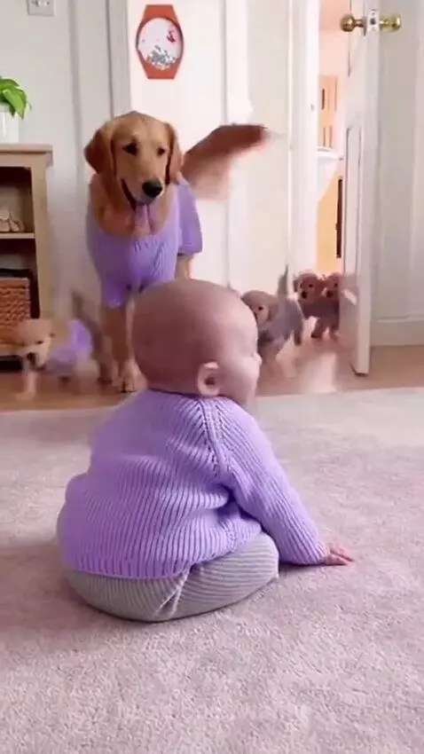 Baby in purple sweater laughing as golden retriever puppies in purple sweaters play around them on a rug.