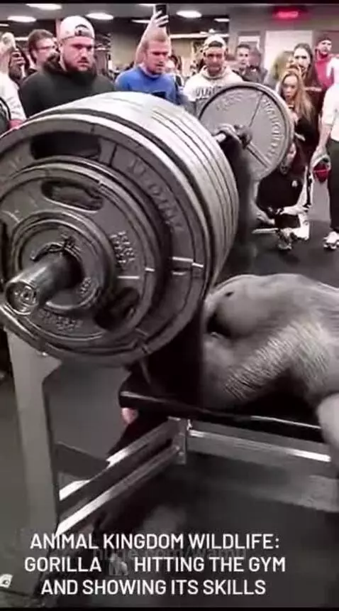 Person in a gorilla suit struggling to lift a heavy barbell on a weight bench, with a surprised crowd watching.