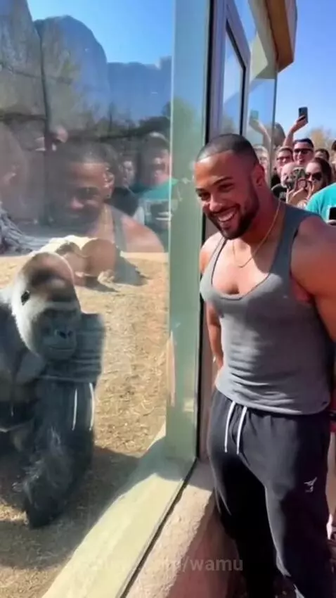 Man smiling at a gorilla in a zoo enclosure as the gorilla pounds on the glass.