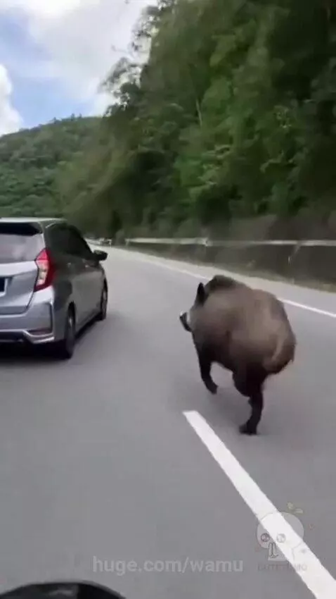 Motorcycle view of a wild boar running at high speed on a highway, chasing the rear bumper of a silver car.