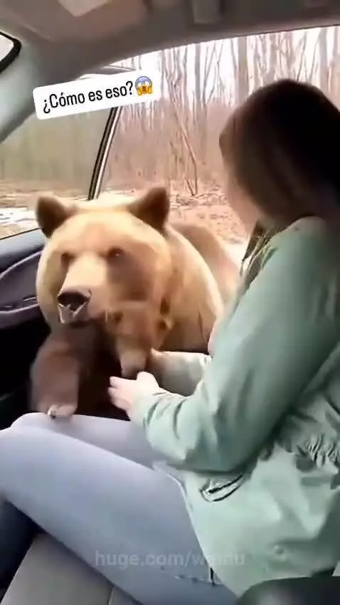 Bear vs wild dogs fights by wamu