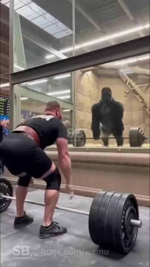 Gorilla in enclosure behind glass mimicking a bodybuilder's deadlift with a barbell.