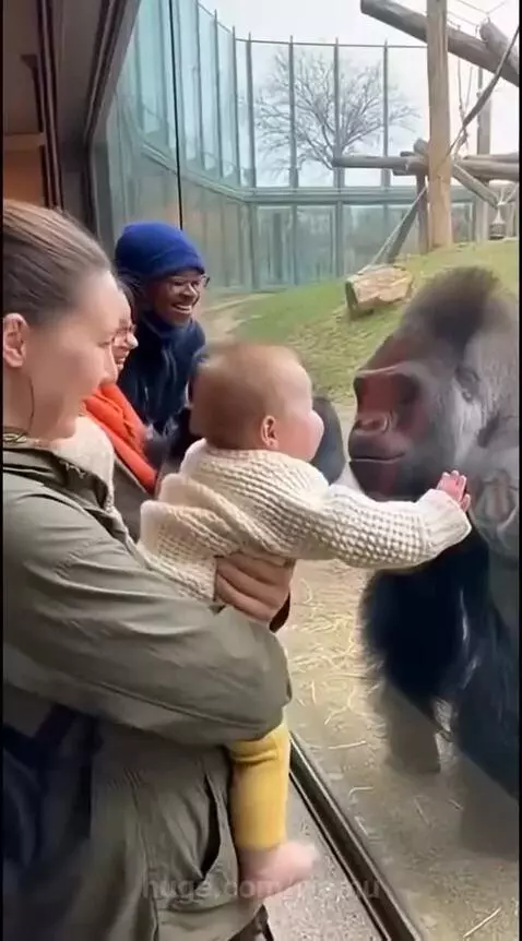 Baby reaching out to a smiling gorilla through a zoo enclosure glass.